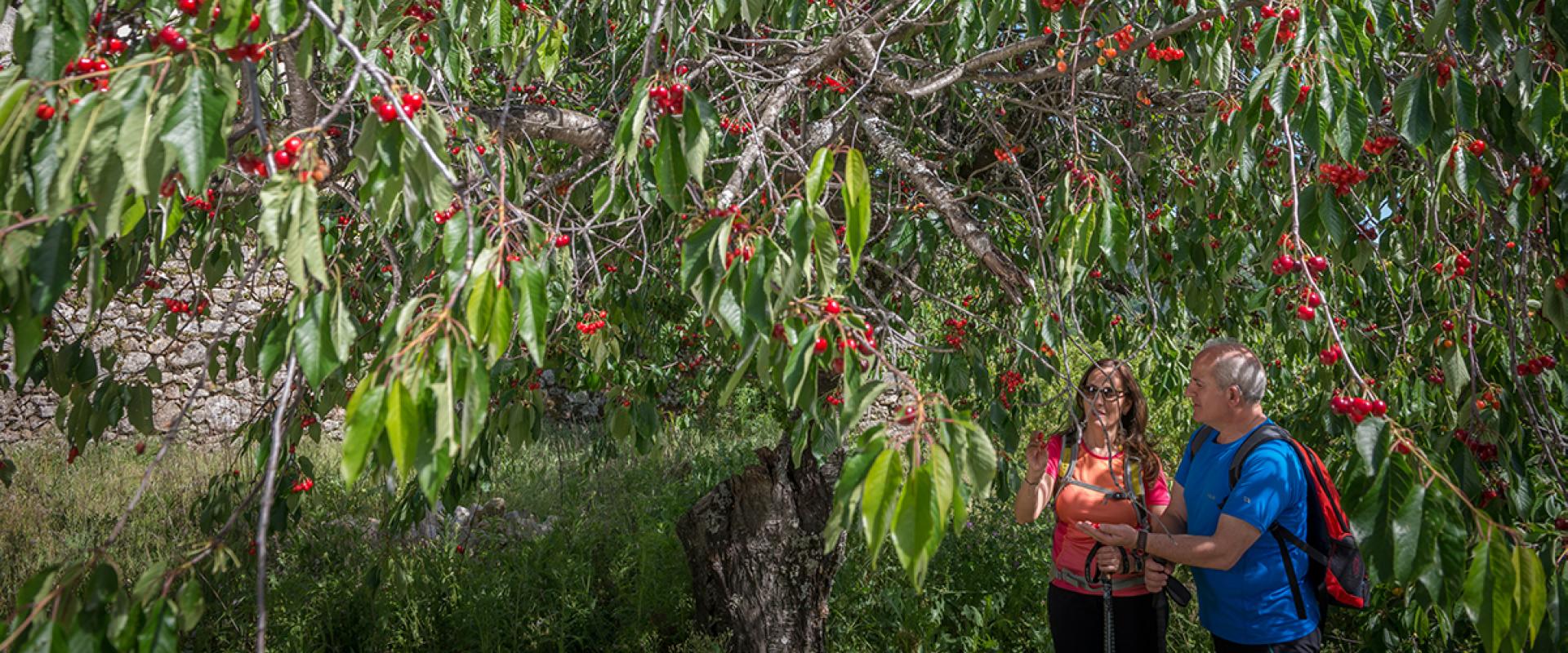 cerezas