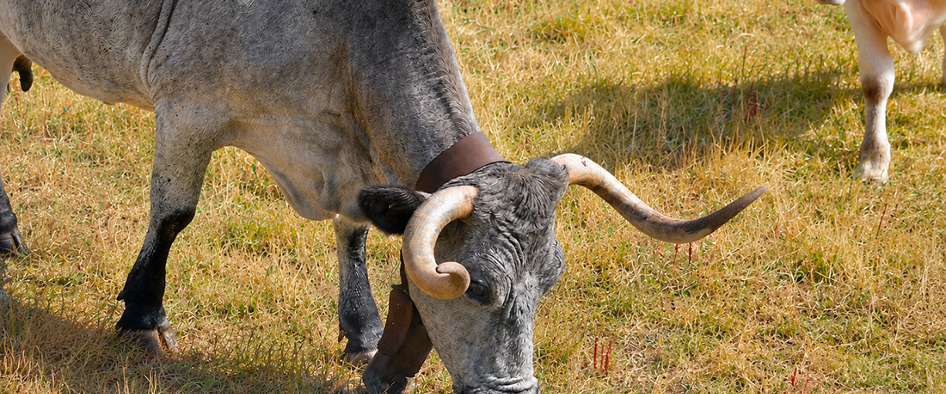 vaca morucha