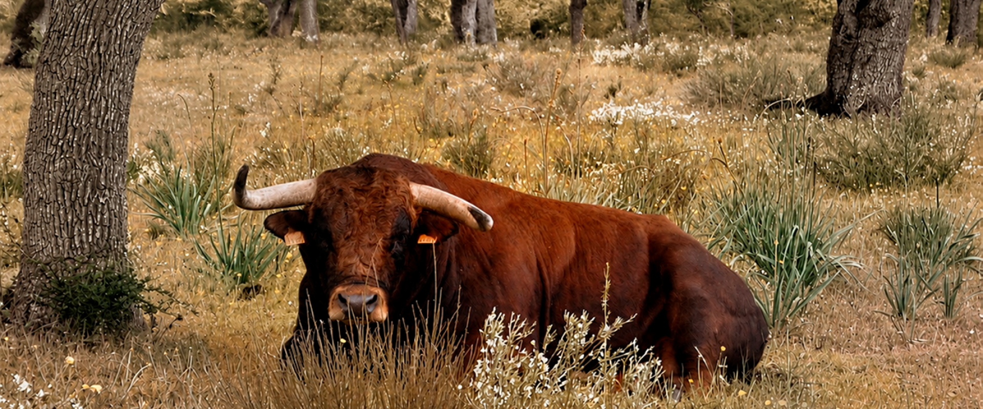 toro domenecq