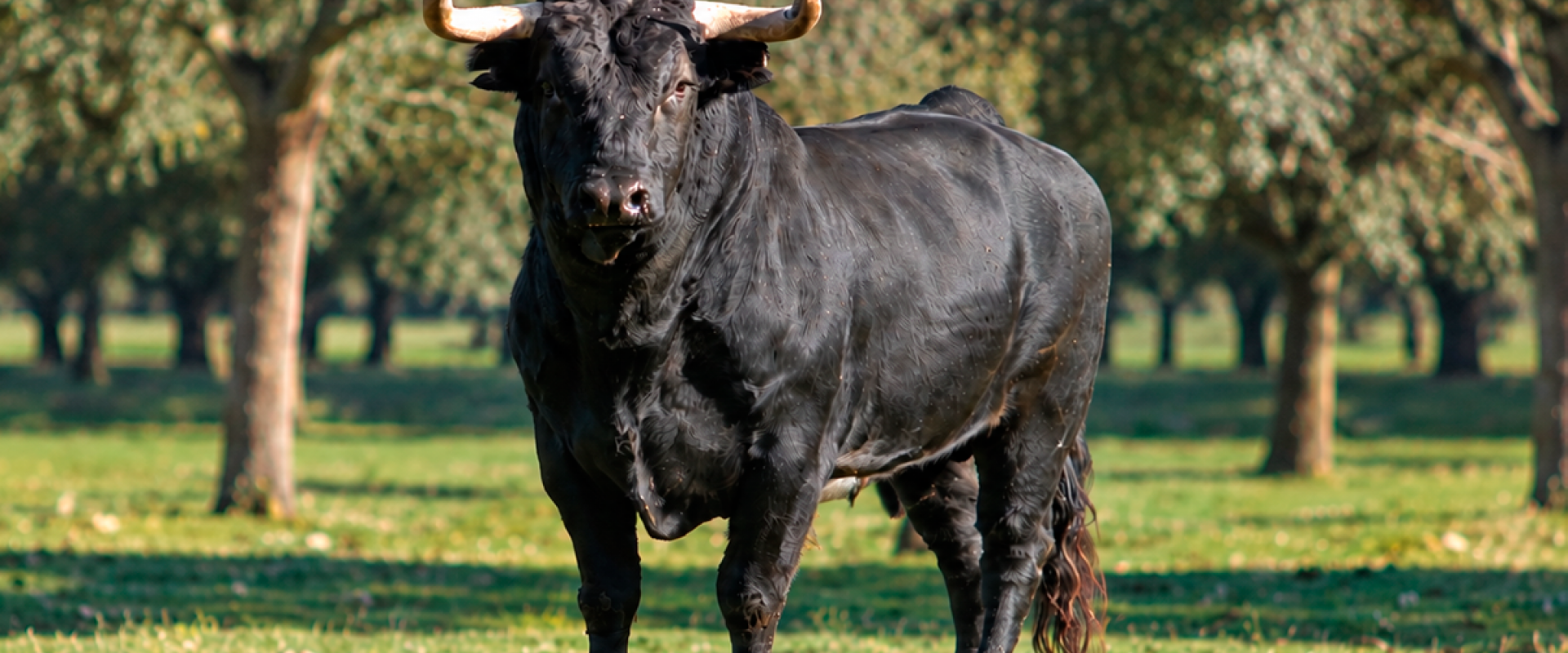 toro caja