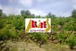 Ruta del Vino Arribes