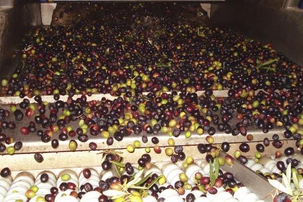 Aceite de oliva virgen extra