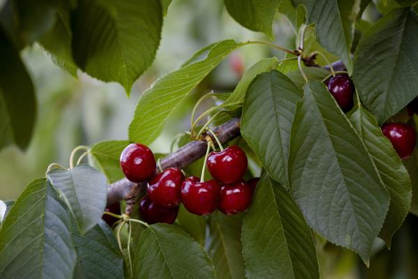 Cereza de la Sierra de Francia