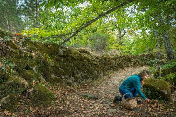 Recolección de setas