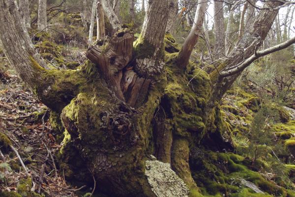 Camino de los trasiegos