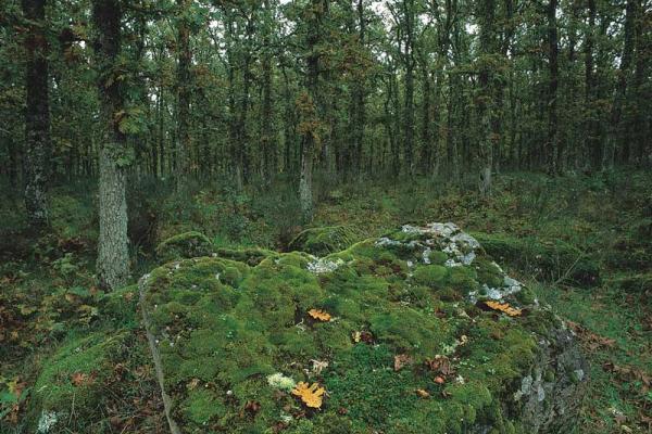 La variedad del roble llamado 'rebollo'