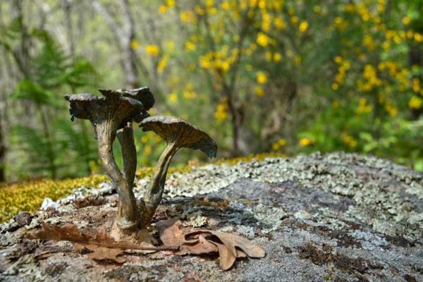 Camino de los Prodigios
