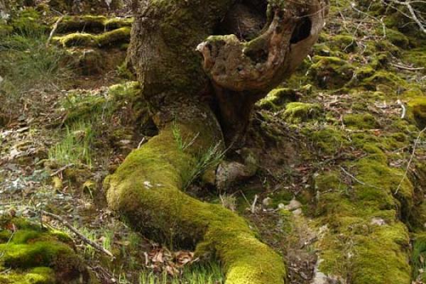 Camino de los trasiegos