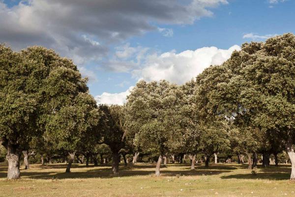 La dehesa