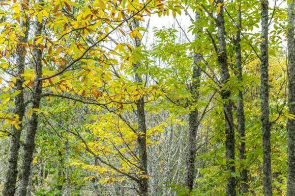 Percurso de Las Honfrías