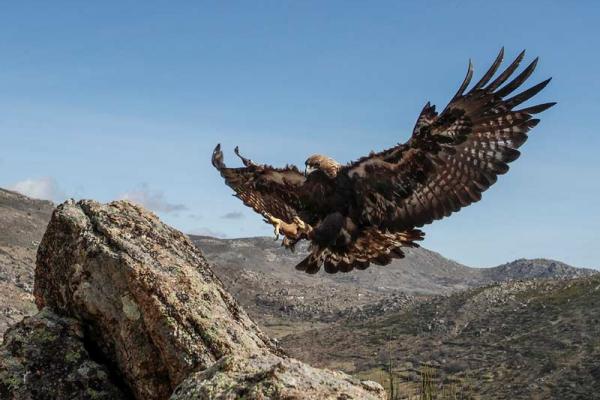 Observação de aves