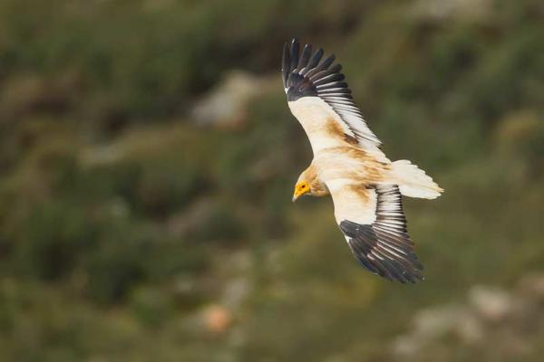 Observação de aves