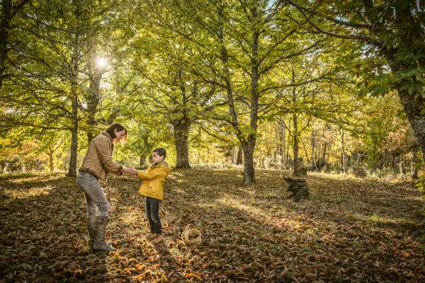 La recogida de castañas: del árbol y el Magosto