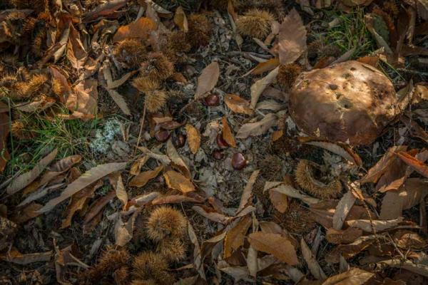 Chestnuts harvest: from the tree and the Magosto