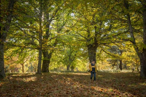 Chestnuts harvest: from the tree and the Magosto