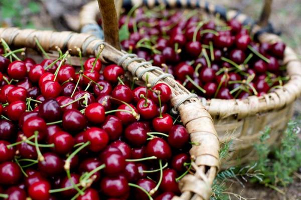 Cherry of Sierra de Francia