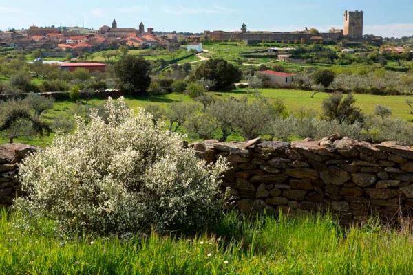 El Sendero del Aceite