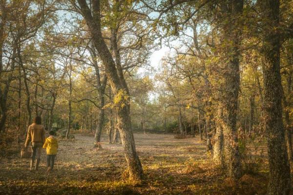 Recolección de setas