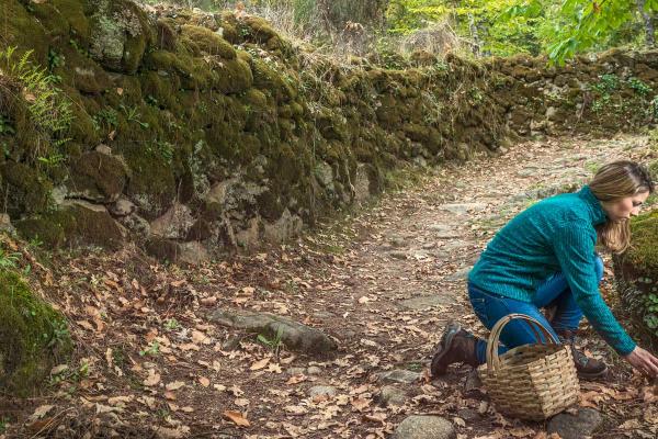 Recolección de setas