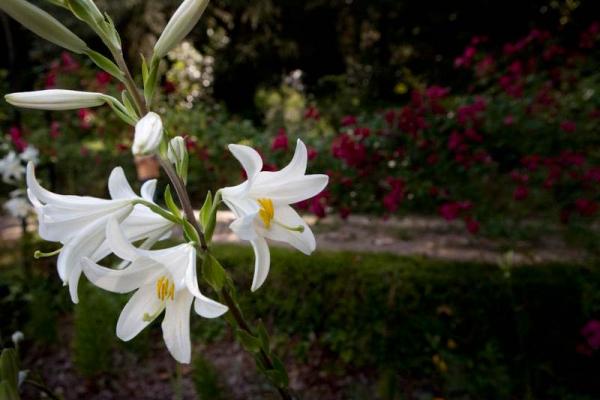El Coto de Nuestra Señora del Carmen