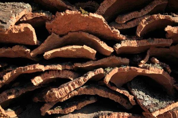 El alcornocal de Valdelosa