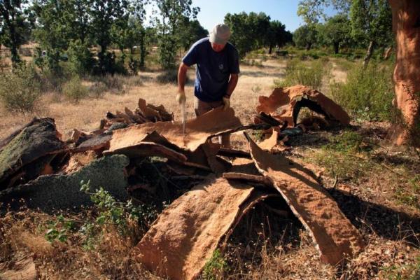 El alcornocal de Valdelosa