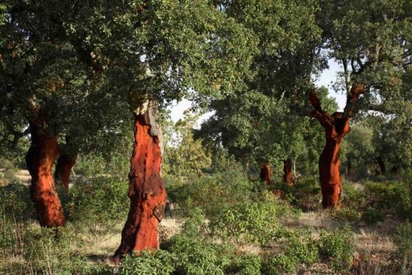 El alcornocal de Valdelosa