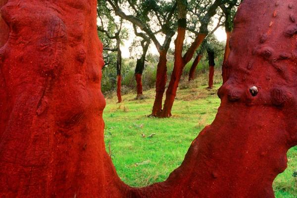 El alcornocal de Valdelosa