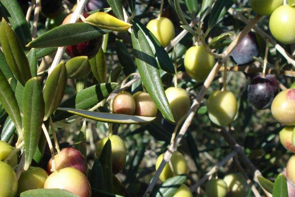 Aceite de oliva virgen extra