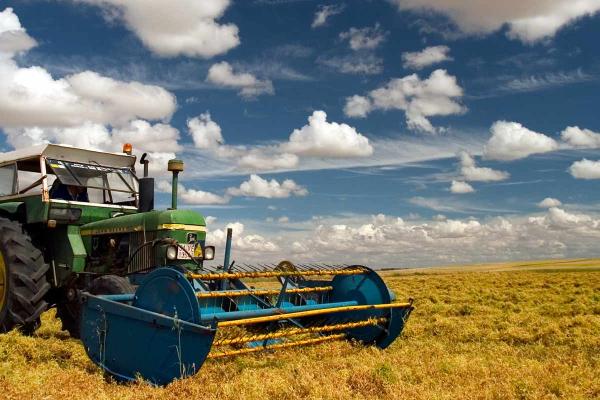 Lenteja de La Armuña