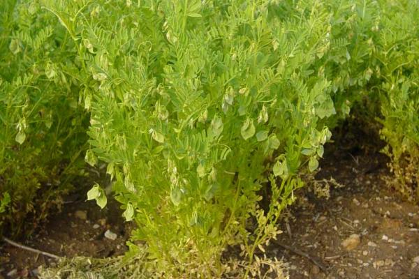 Lenteja de La Armuña