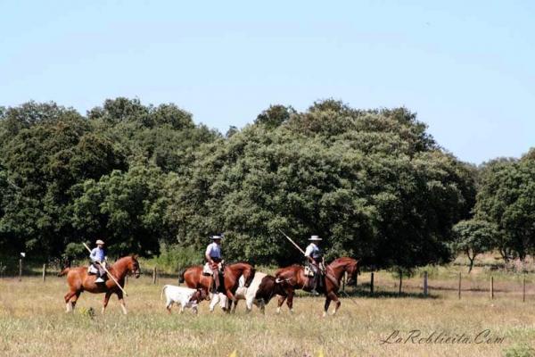 Ganadería Torrealba. Finca “La Roblicita”