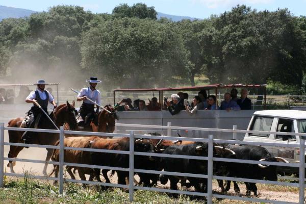 Ganadería Torrealba. Finca “La Roblicita”