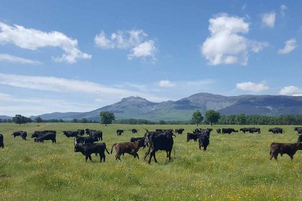 Ganadería Adelaida Rodríguez. Finca “Zarzosillo de Abajo”