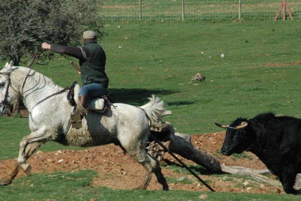 Ganadería Los Bayones. Finca “El Vecino”