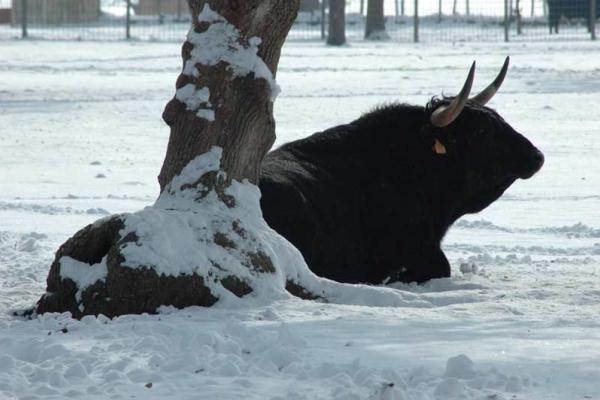 Ganadería Los Bayones. Finca “El Vecino”
