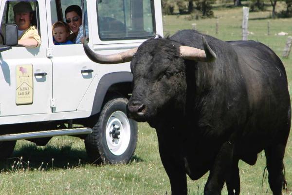 Ganadería Herederos de Miguel Zaballos. Finca “Valdelacoba”. Faenas Camperas