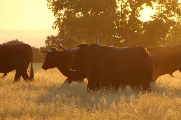 Ganadería Herederos de Miguel Zaballos. Finca “Valdelacoba”. Faenas Camperas