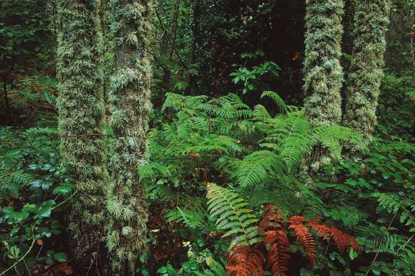 Sendero de las Honfrías