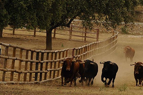 Ganadería José Cruz. Finca “Cabezal Viejo”