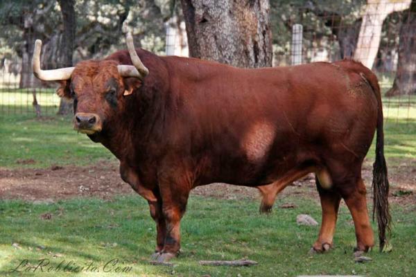 Ganadería Torrealba. Finca “La Roblicita”