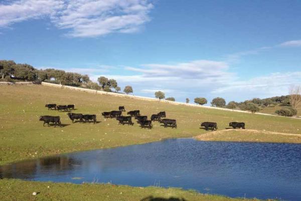 Ganadería Los Requiles. Finca “Pelilla”