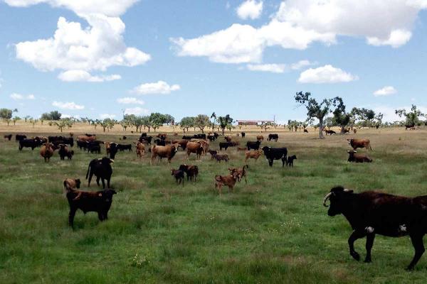 Ganadería de Herederos de Don Manuel Santos Alcalde. Finca “Los Talayos”
