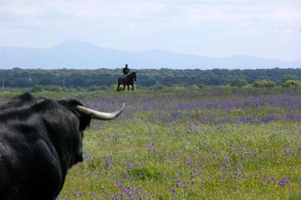 Ganadería Mercedes Pérez-Tabernero Montalvo. Finca “El Villar de Los Álamos