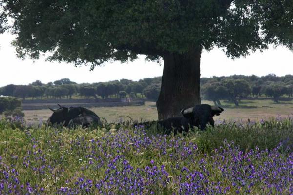 Ganadería Mercedes Pérez-Tabernero Montalvo. Finca “El Villar de Los Álamos