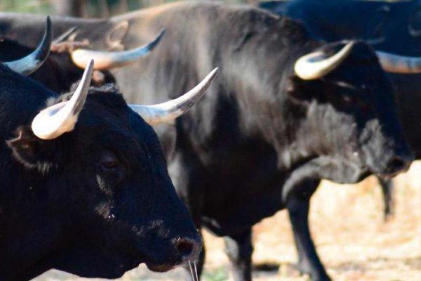 Ganadaria Orive. Herdade “Las Tapias”