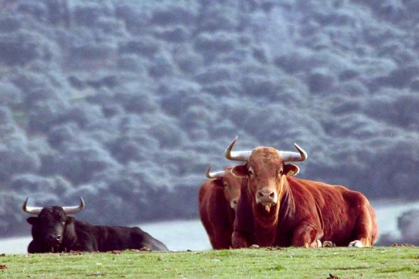 Ganadería El Pilar. Finca “El Puerto de la Calderilla”