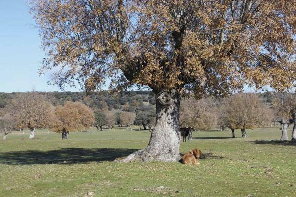 Ganadería El Pilar. Finca “El Puerto de la Calderilla”