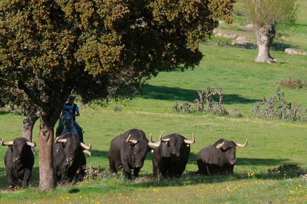 Ganadería Puerto de San Lorenzo y la Ventana del Puerto. Finca “Puerto de la Calderilla”