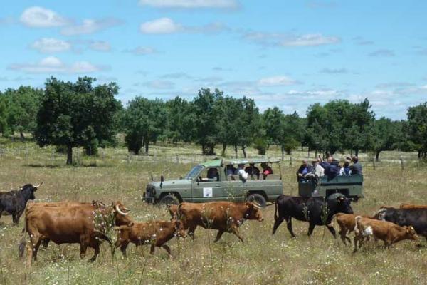 Ganadería carreros. Finca "Carreros de Fuenterroble"